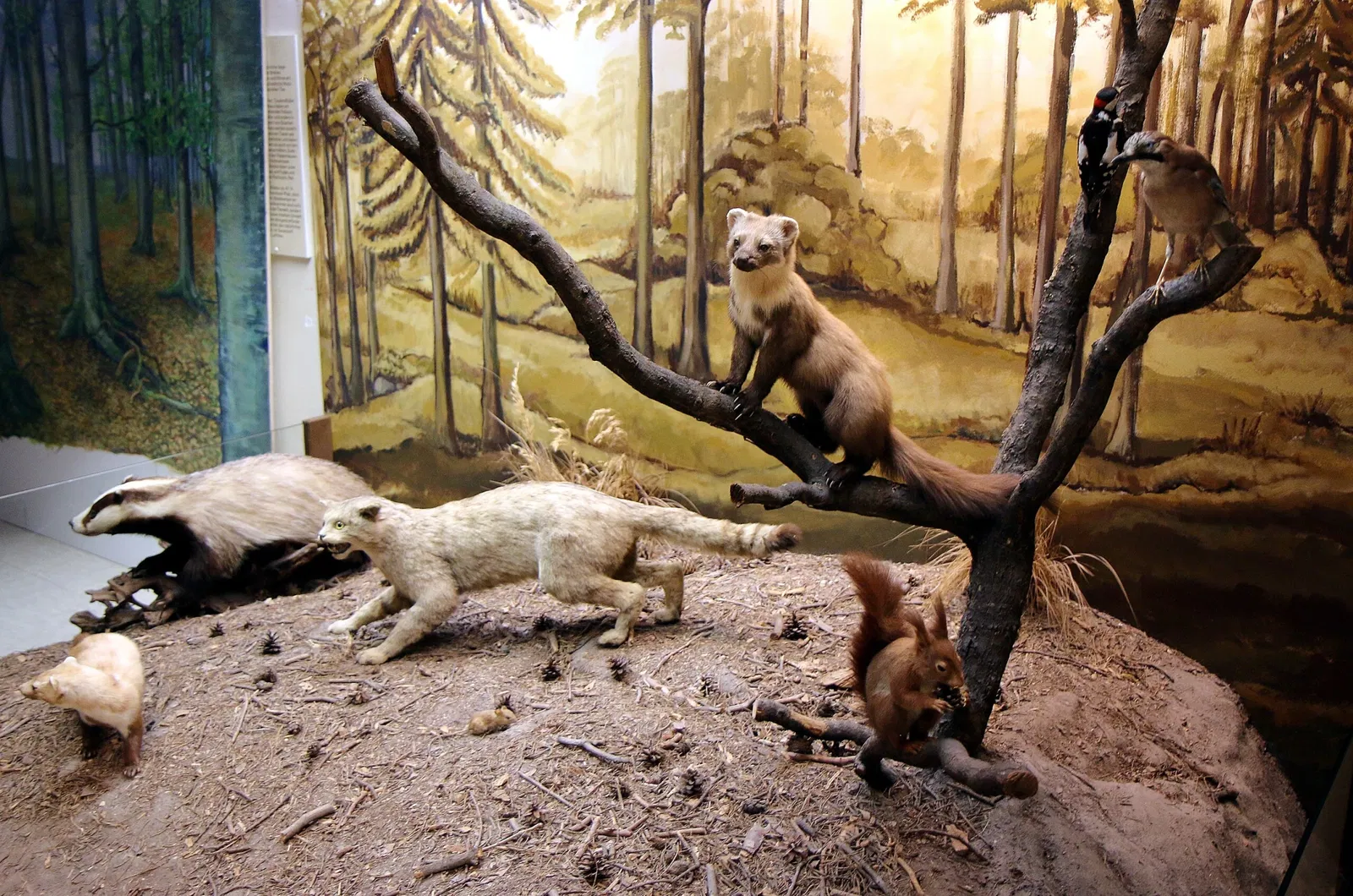 Musée d'histoire naturelle de Mayence