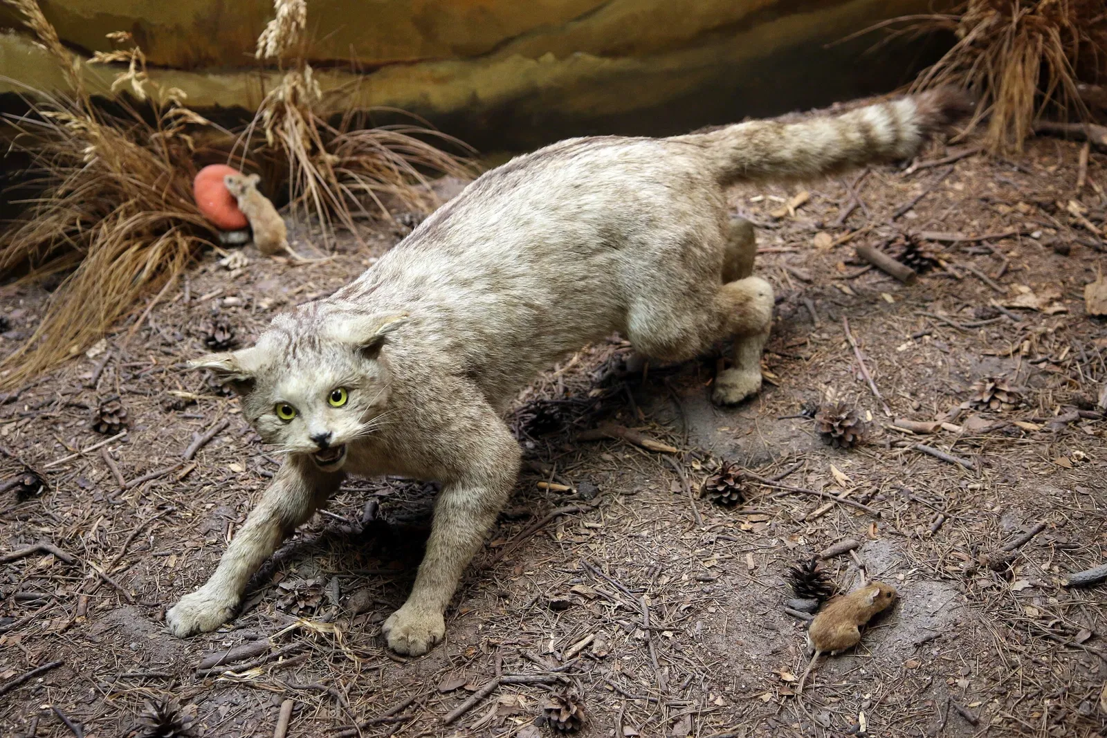 Musée d'histoire naturelle de Mayence