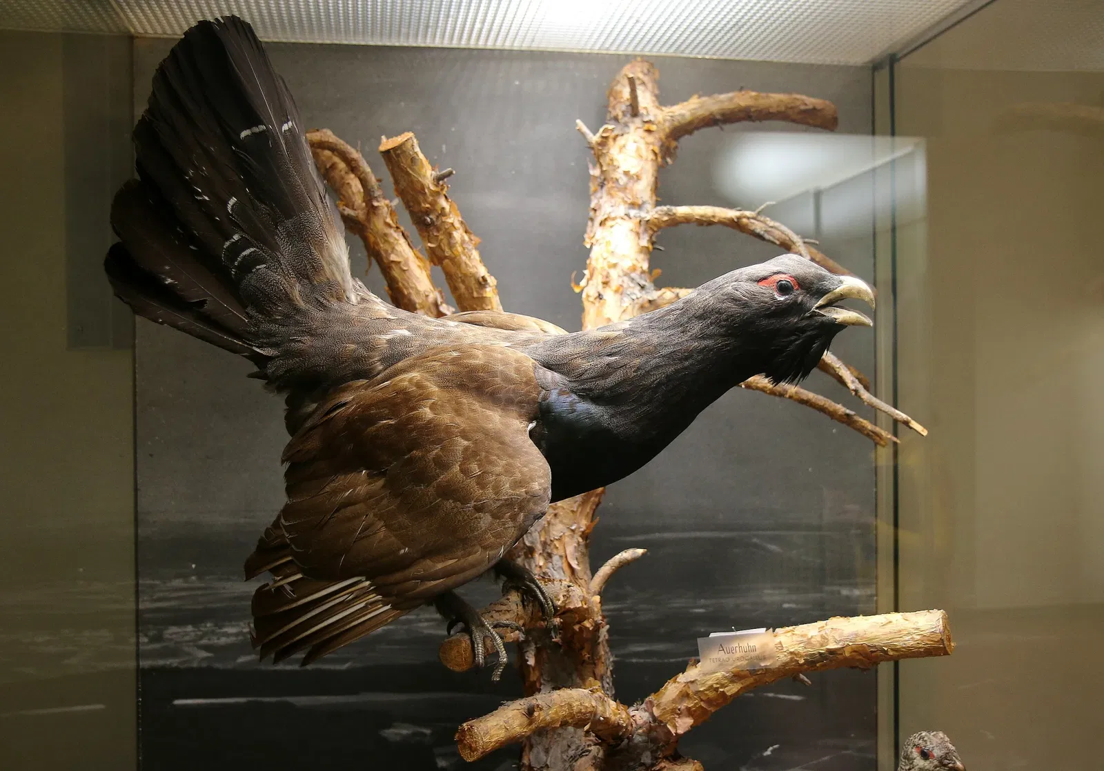 Musée d'histoire naturelle de Mayence