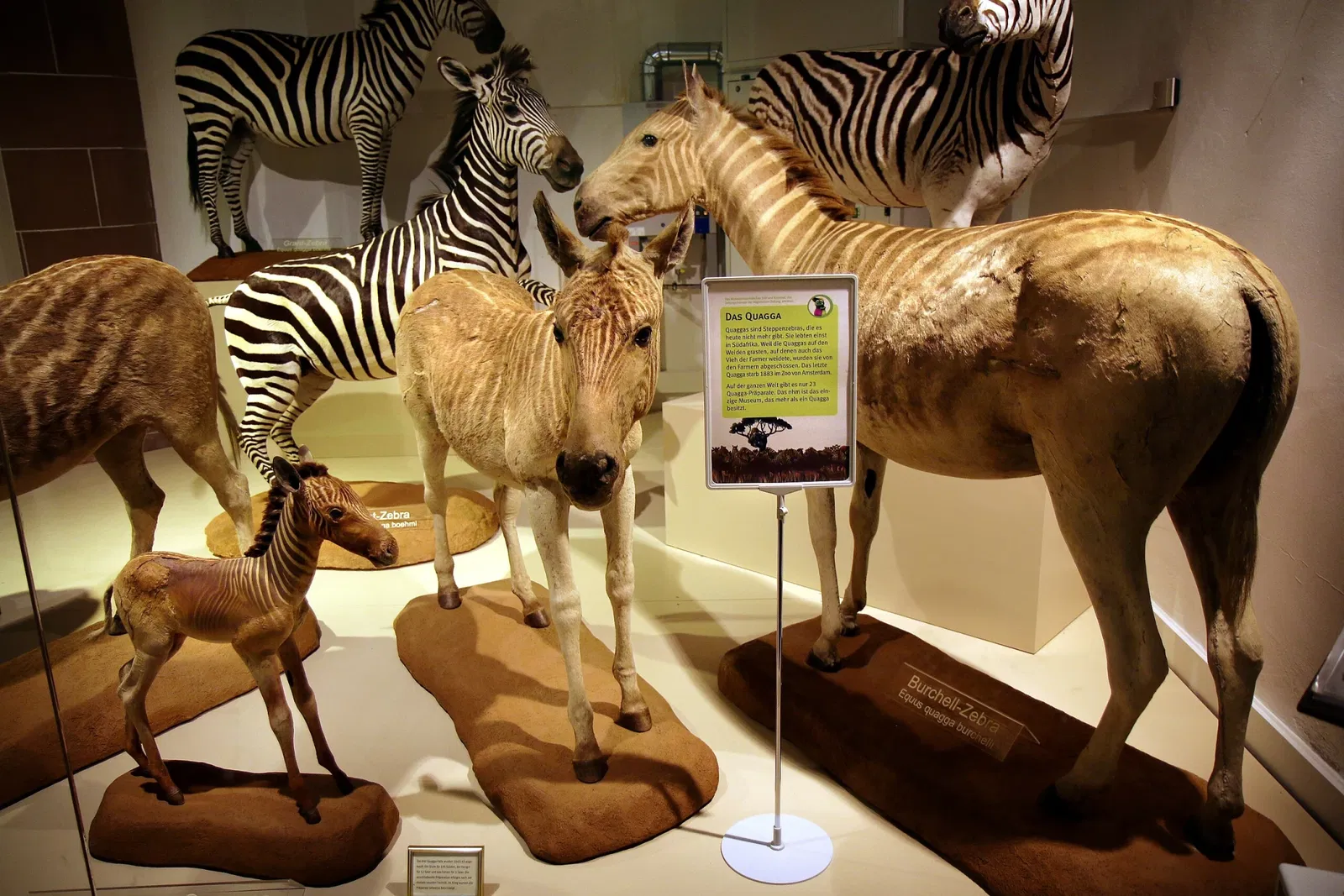Natural History Museum Mainz