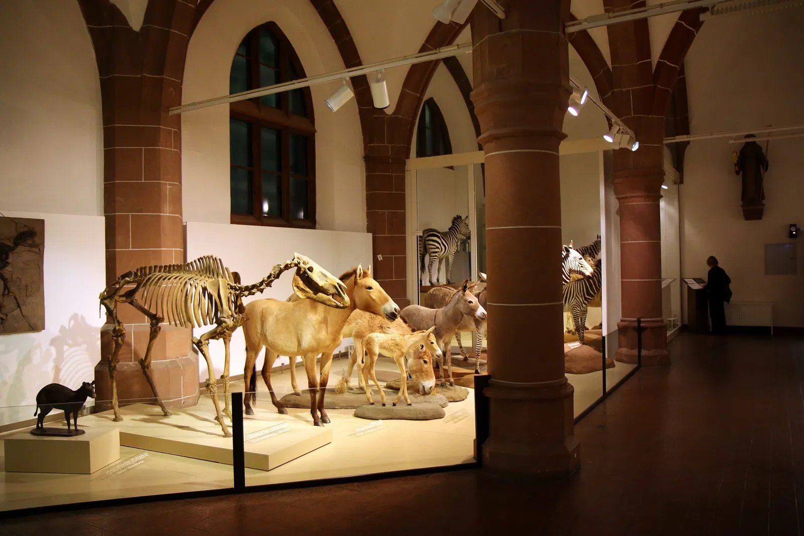Natural History Museum Mainz