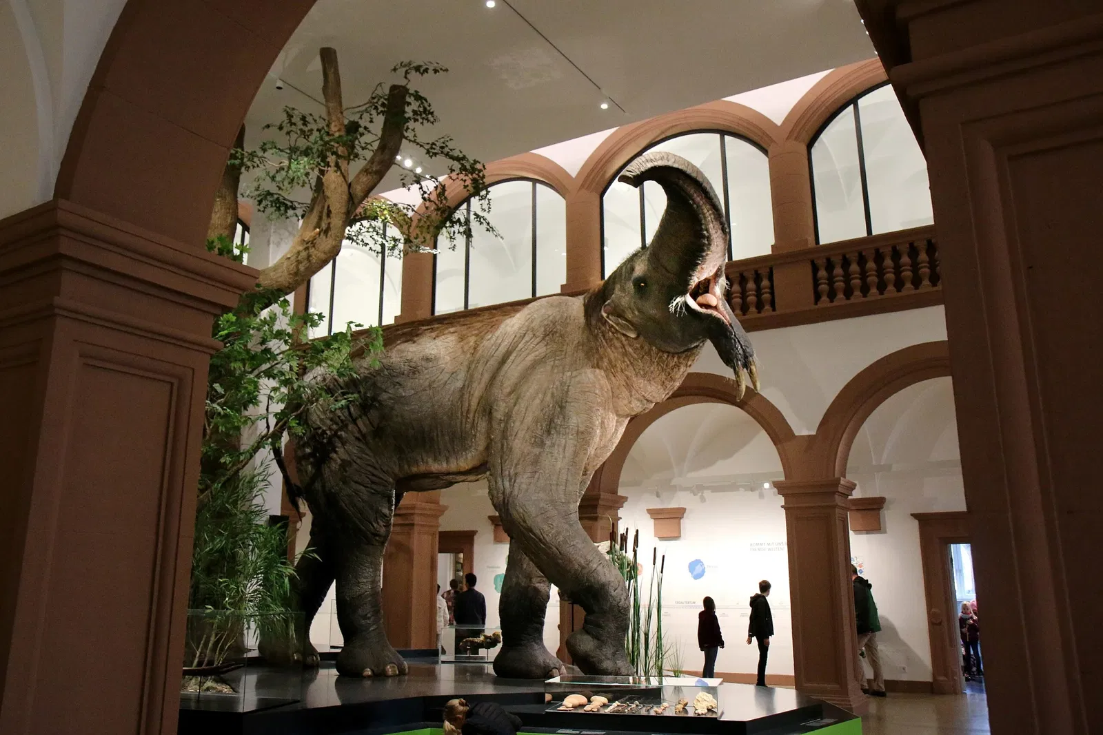 Natural History Museum Mainz