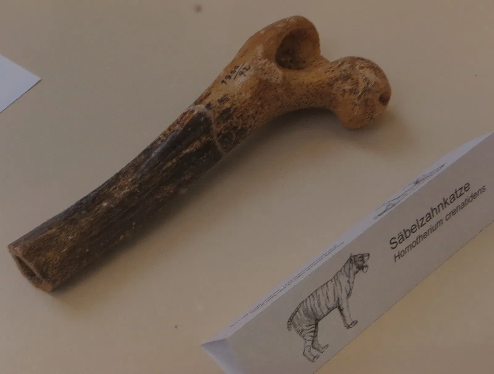 Naturhistorisches Museum