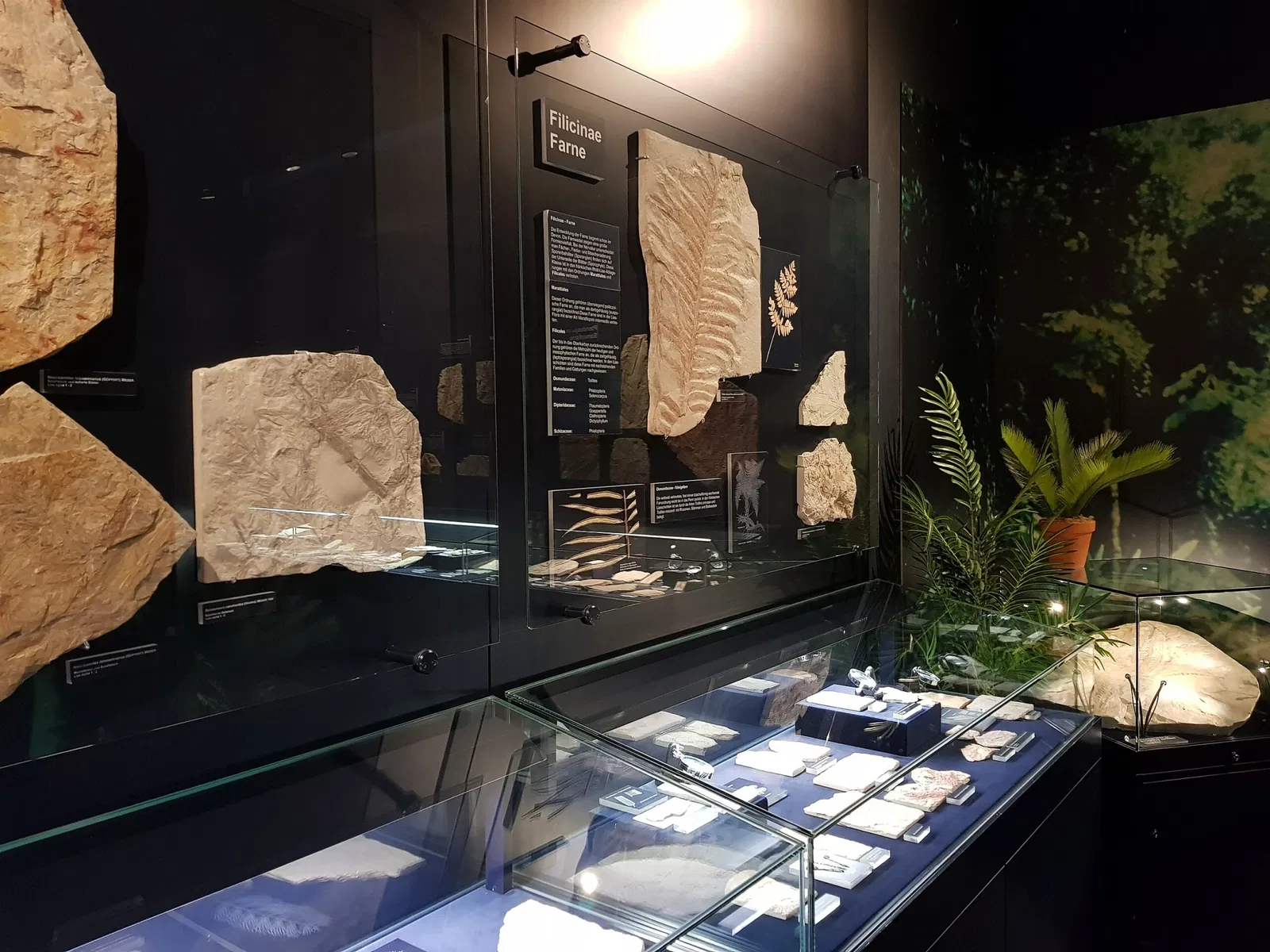 Urwelt-Museum Oberfranken