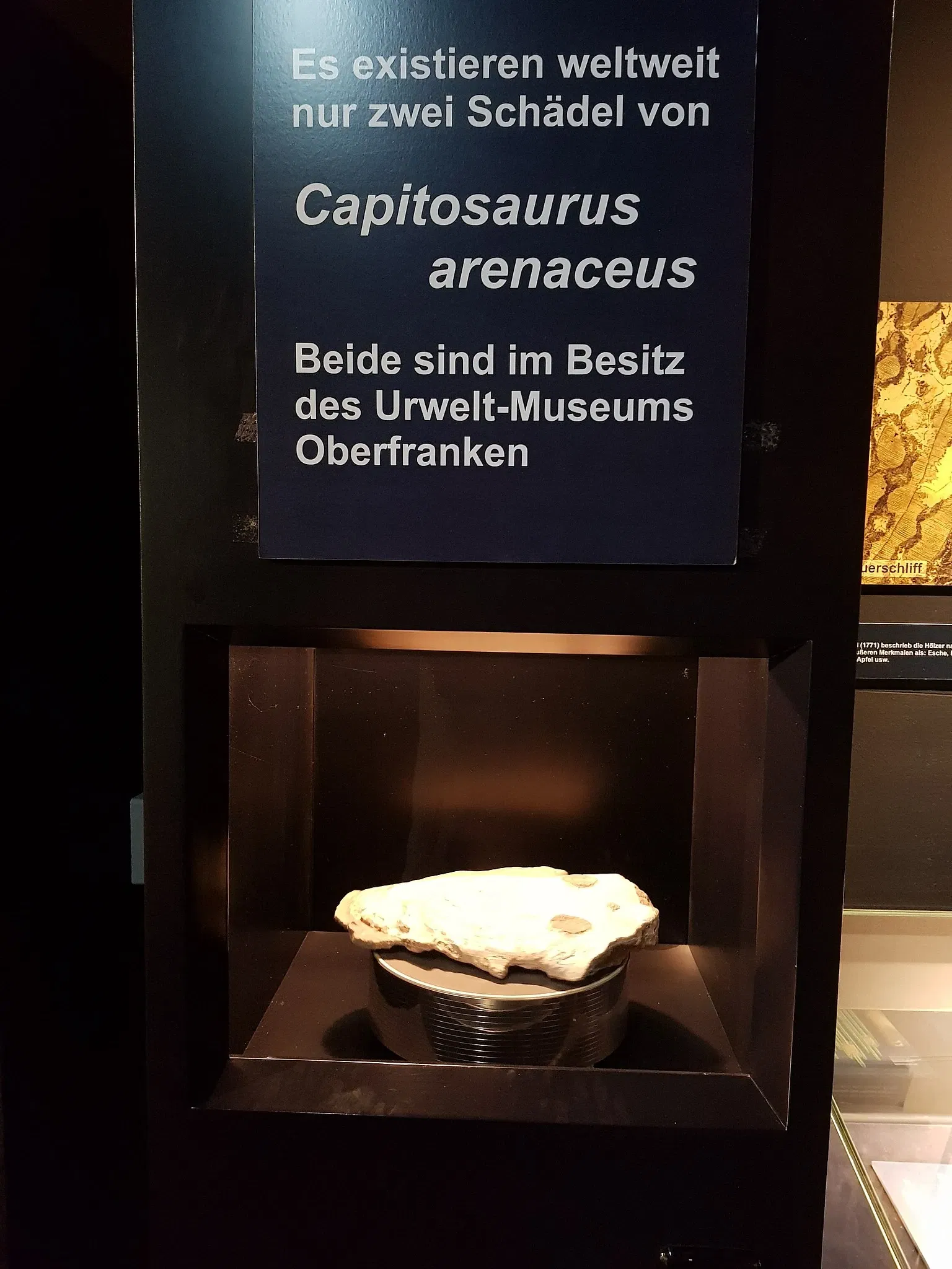 Urwelt-Museum Oberfranken