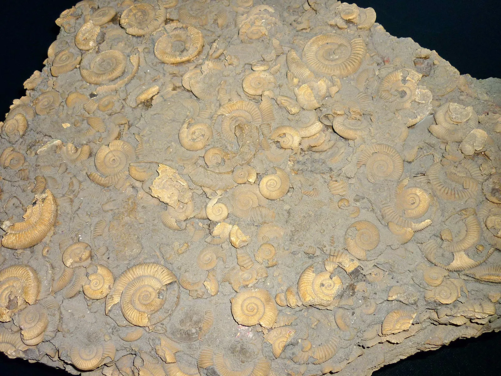 Urwelt-Museum Oberfranken