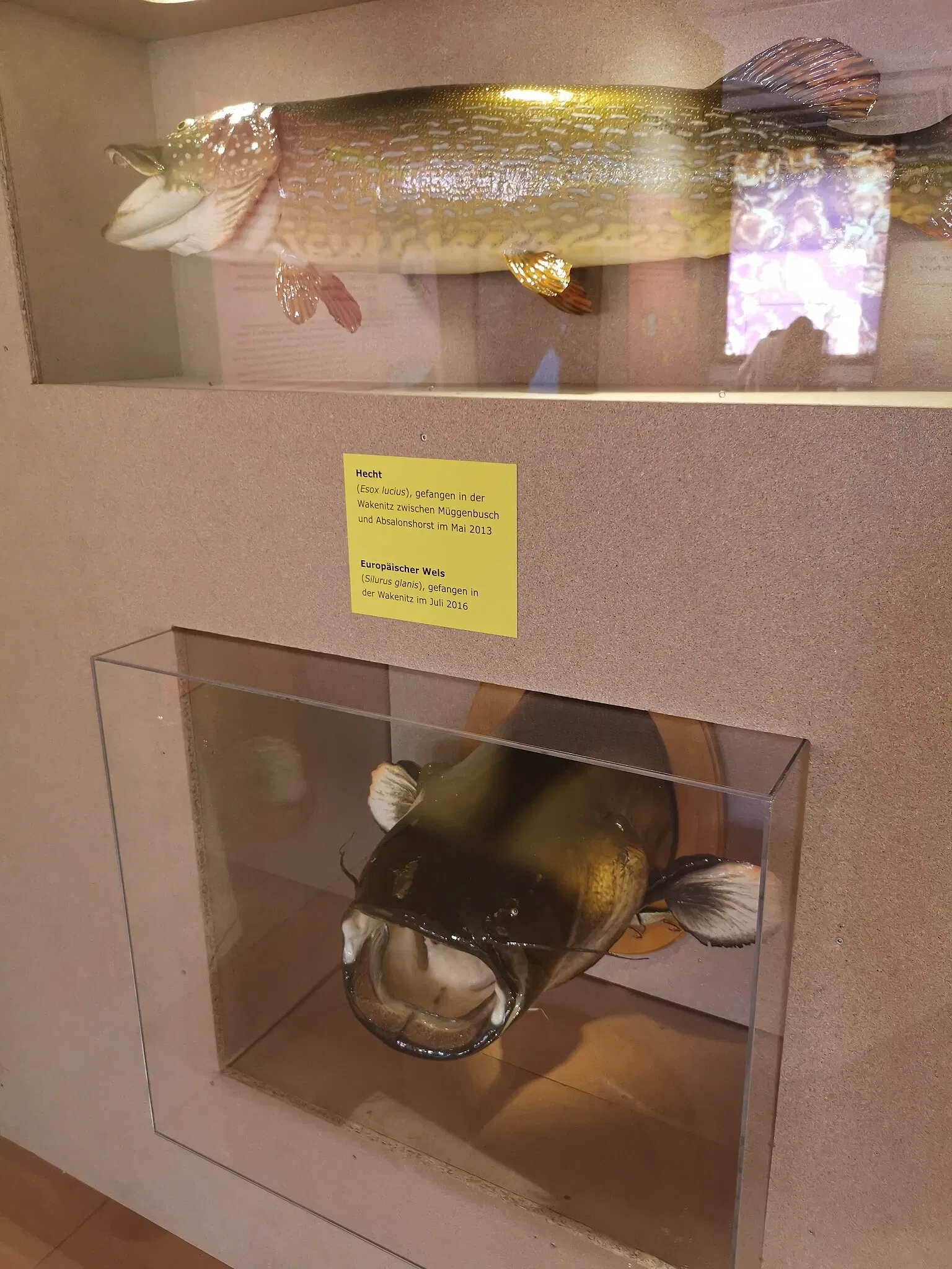 Museum für Natur und Umwelt