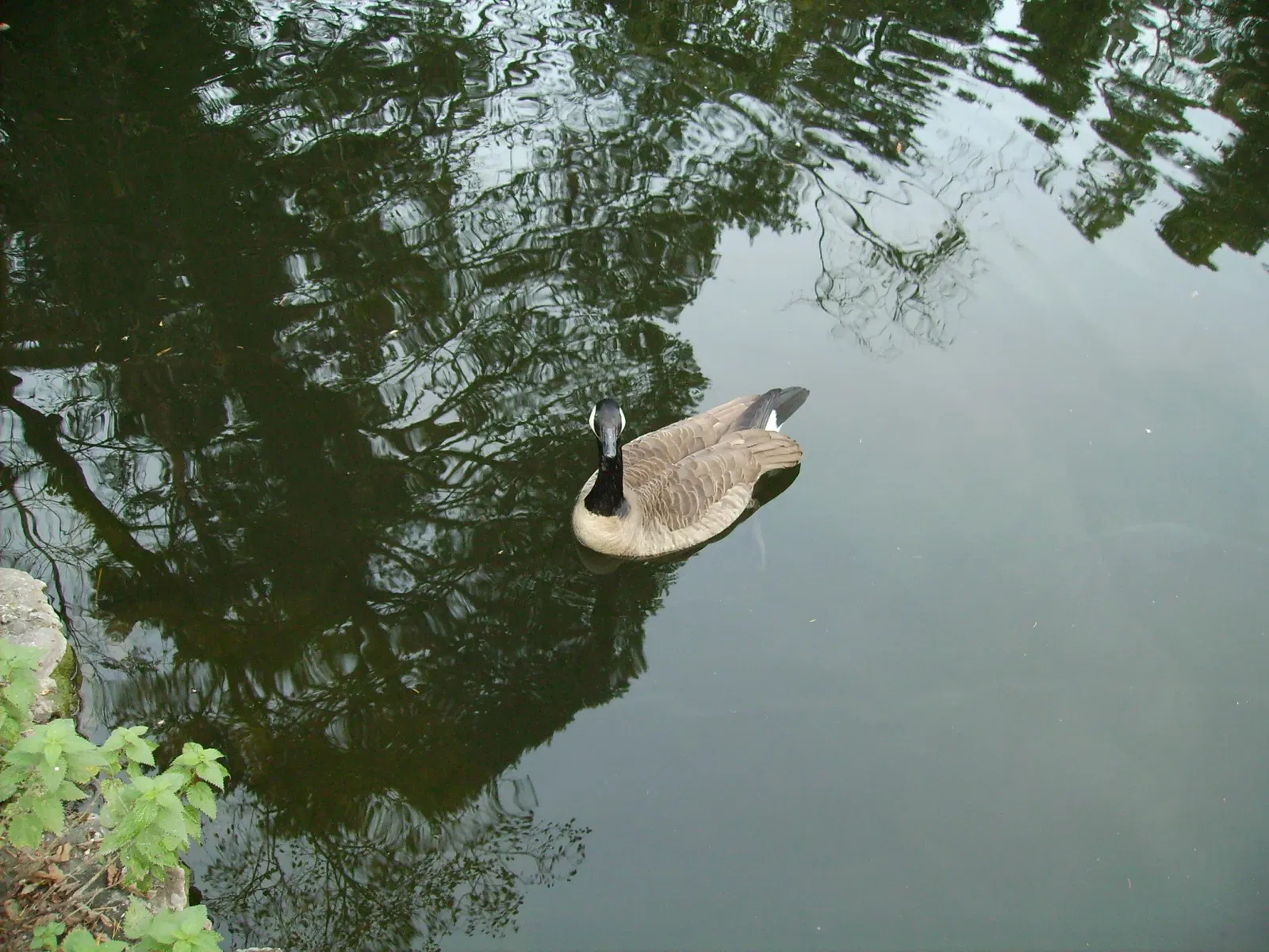 Natur- und Tierpark Goldau