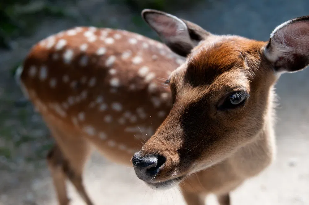 Natur- und Tierpark Goldau