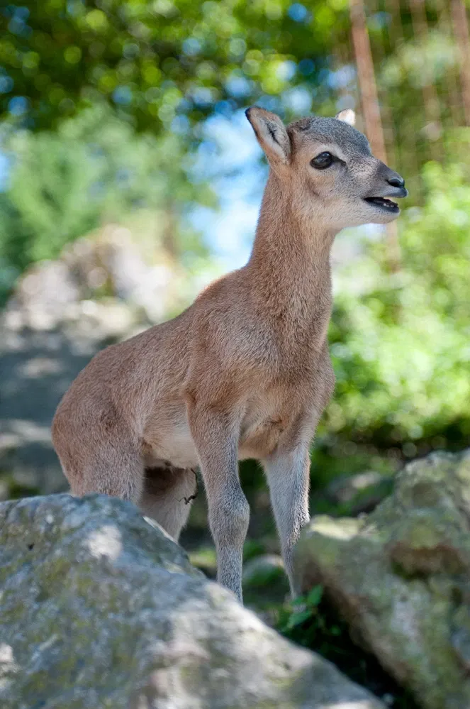 Natur- und Tierpark Goldau