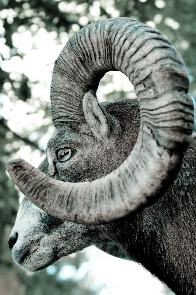 Natur- und Tierpark Goldau