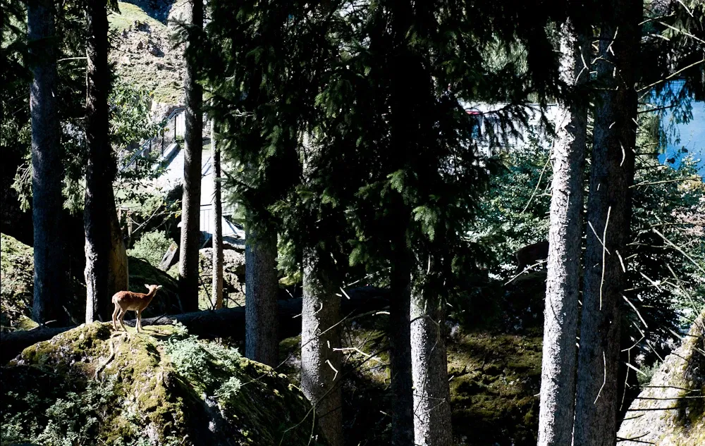 Natur- und Tierpark Goldau