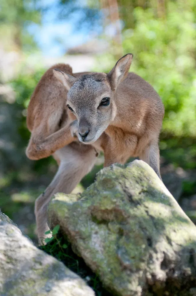 Natur- und Tierpark Goldau