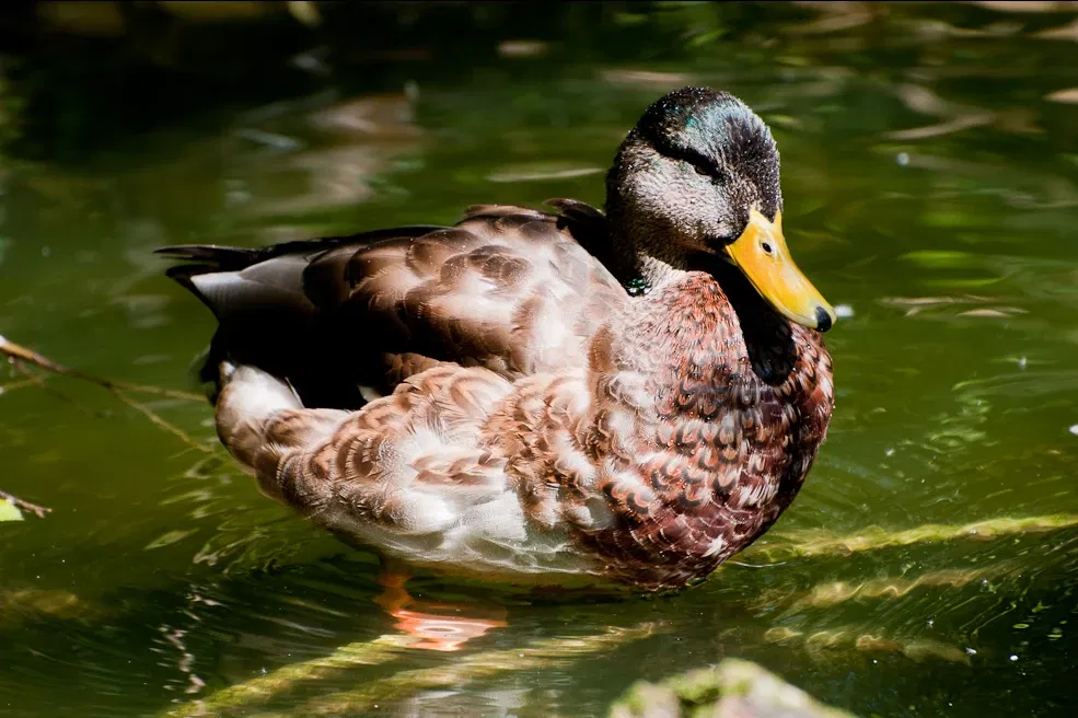 Natur- und Tierpark Goldau