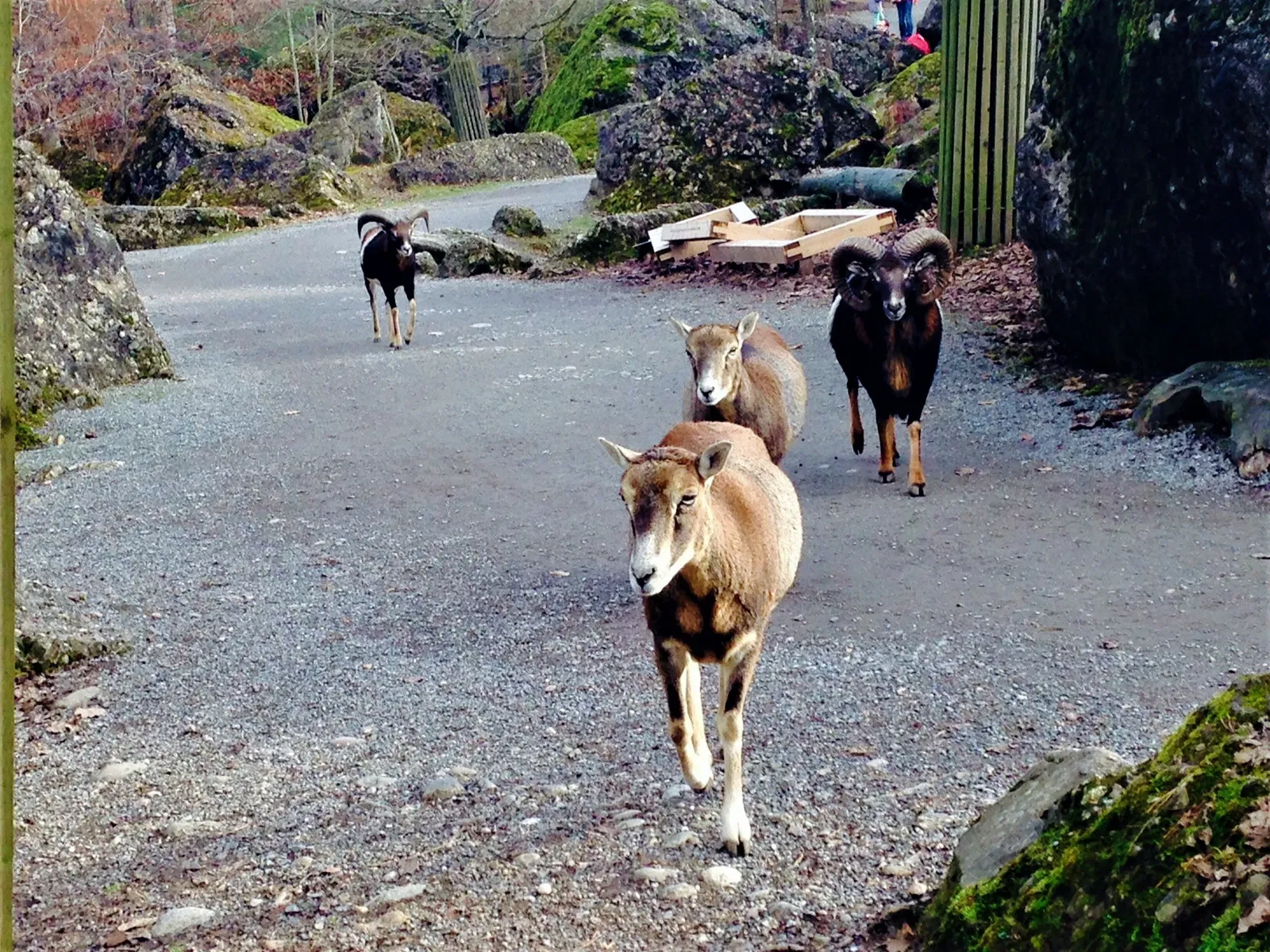 Natur- und Tierpark Goldau