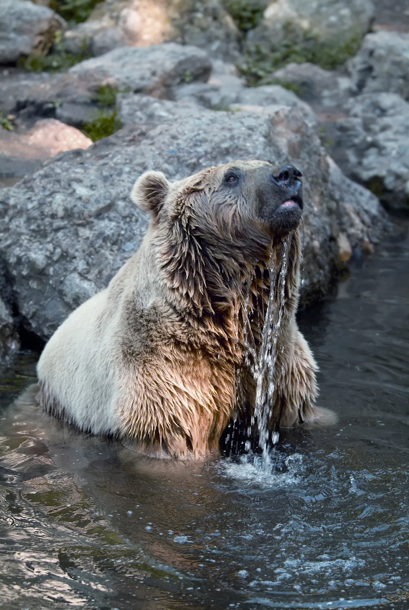 Natur- und Tierpark Goldau