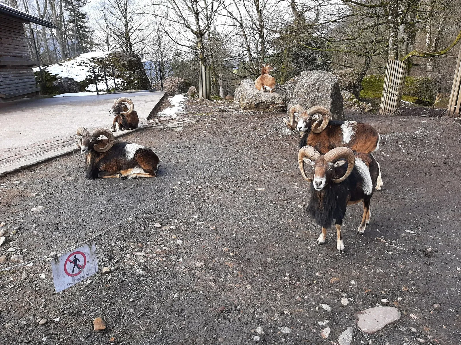 Natur- und Tierpark Goldau