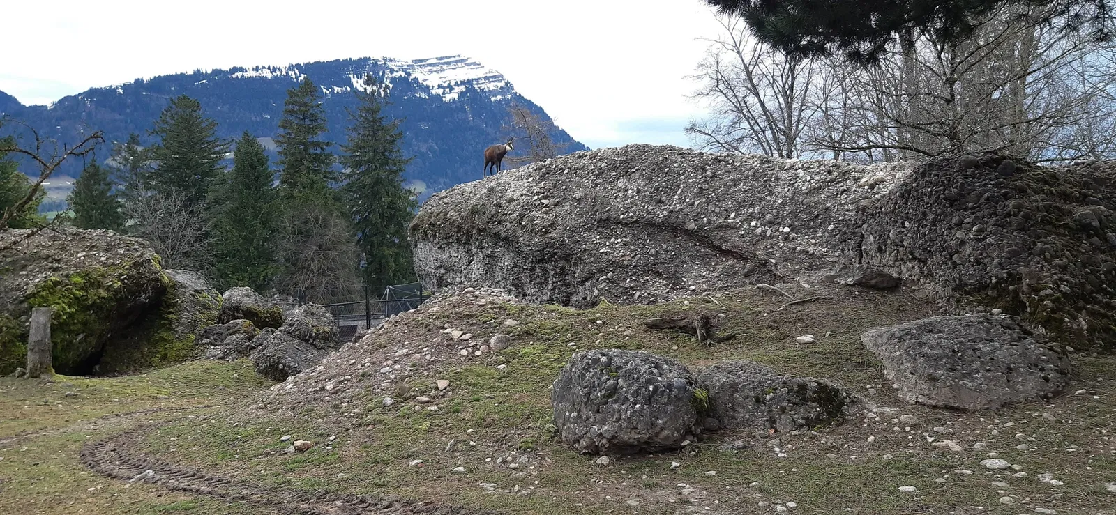 Natur- und Tierpark Goldau