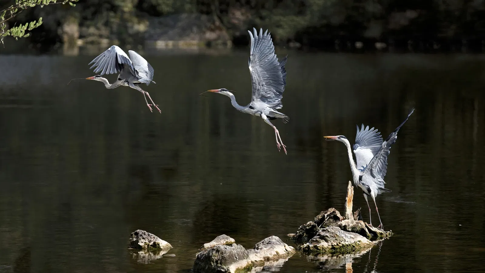 Natur- und Tierpark Goldau