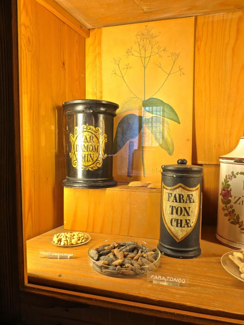 German Pharmacy Museum