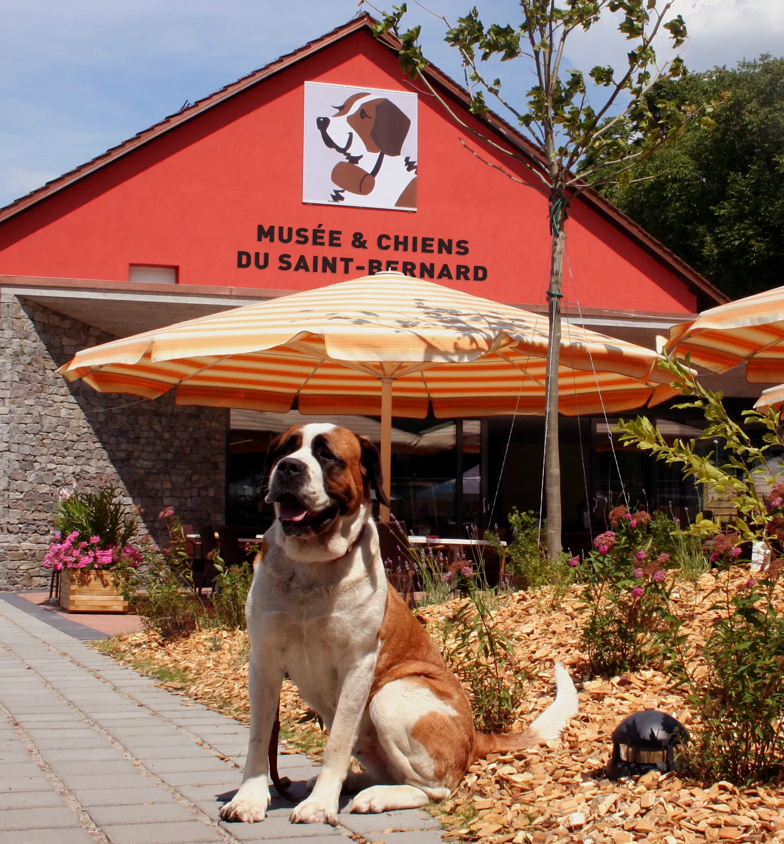 Musée et Chiens du Saint-Bernard