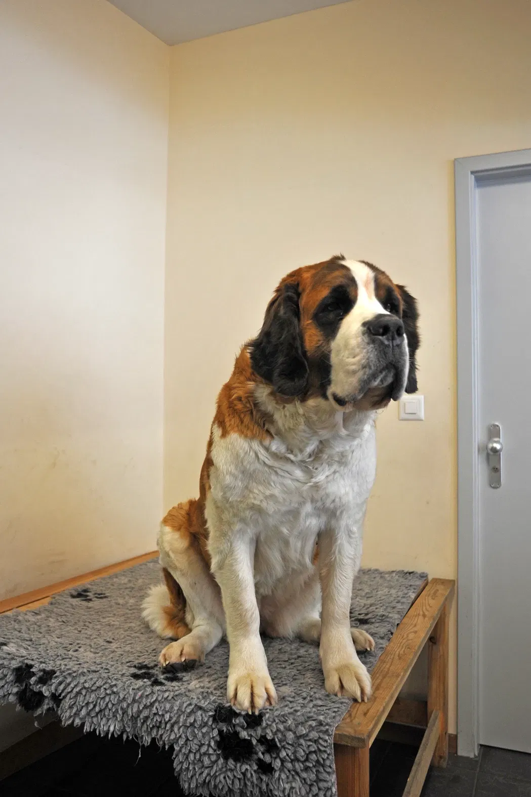 Museum and Foundation of St. Bernard Dog