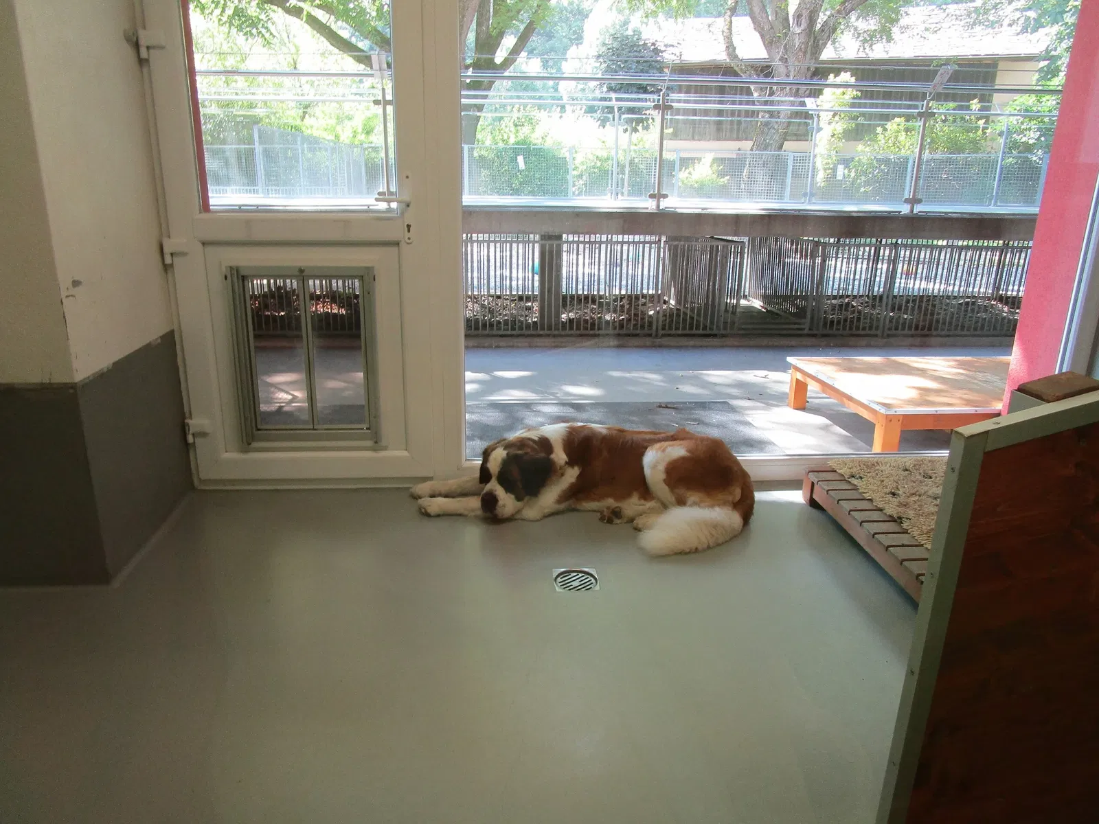 Museum and Foundation of St. Bernard Dog
