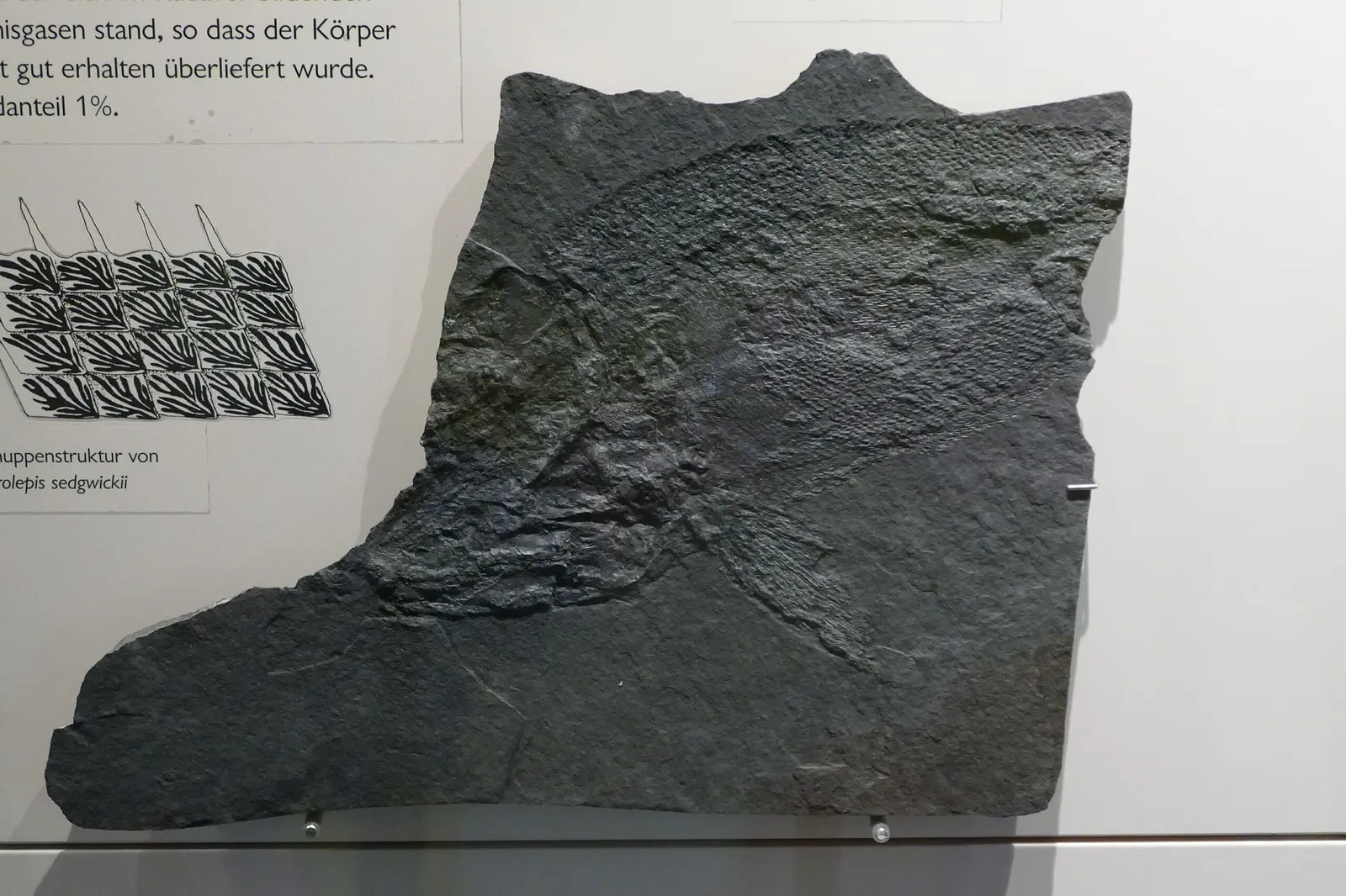 Naturkundemuseum