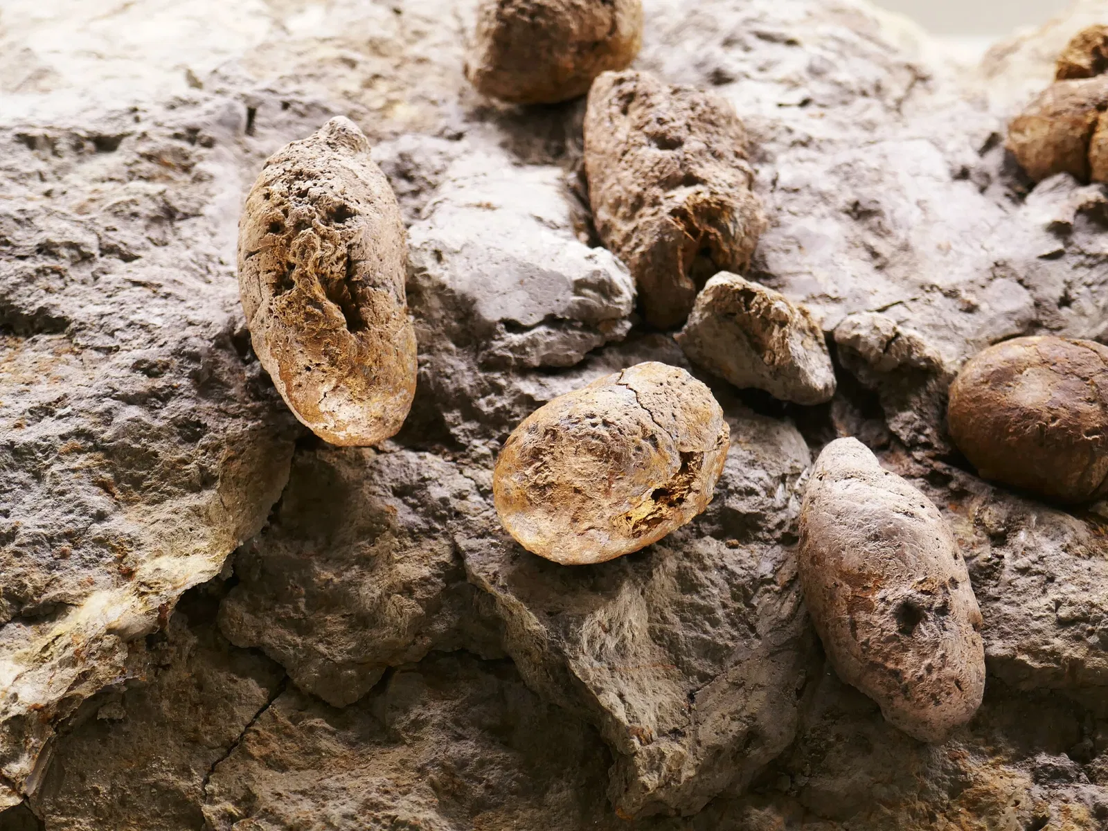 Museo Universal Joanneum