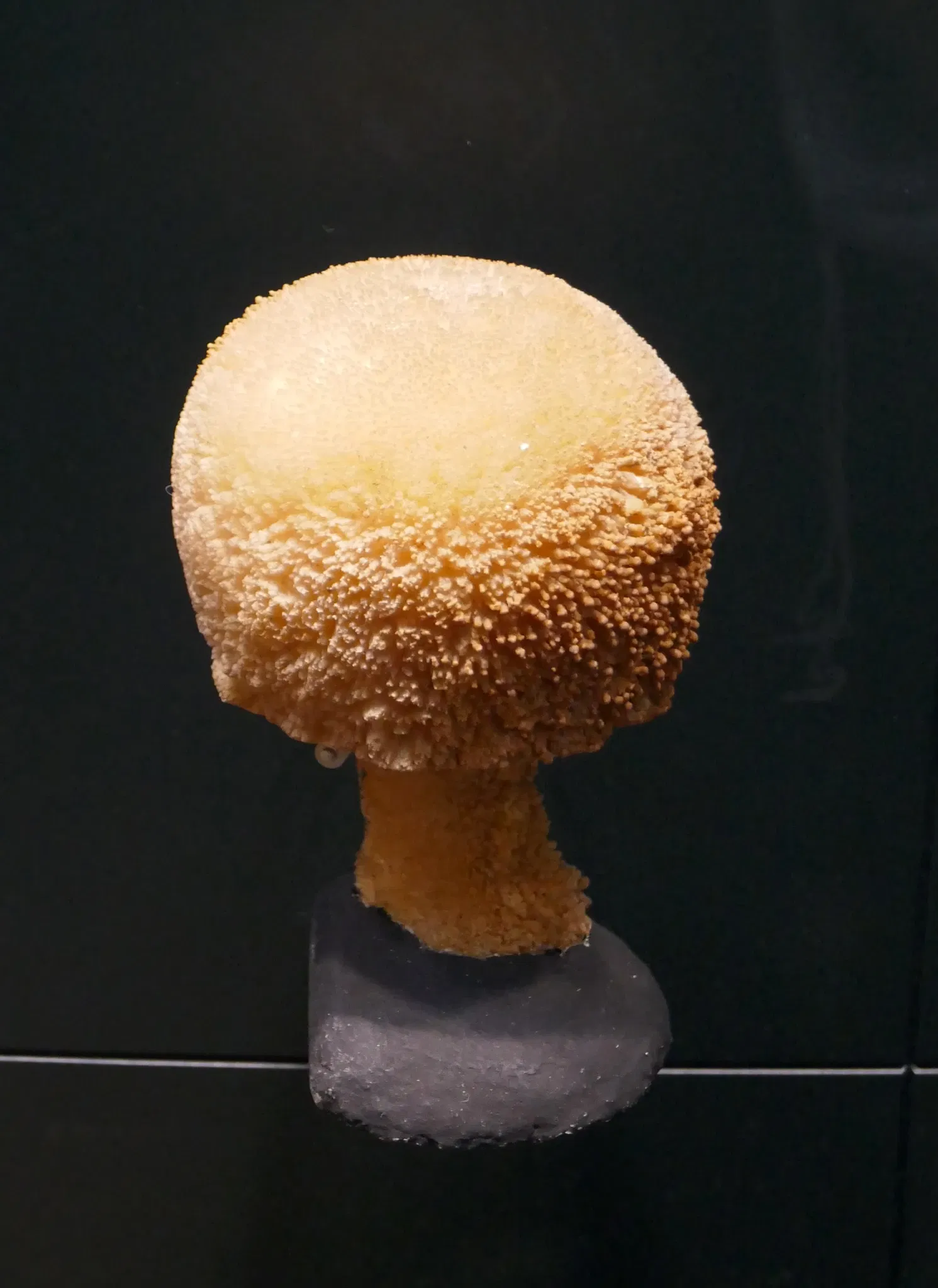 Musée universel de Joanneum