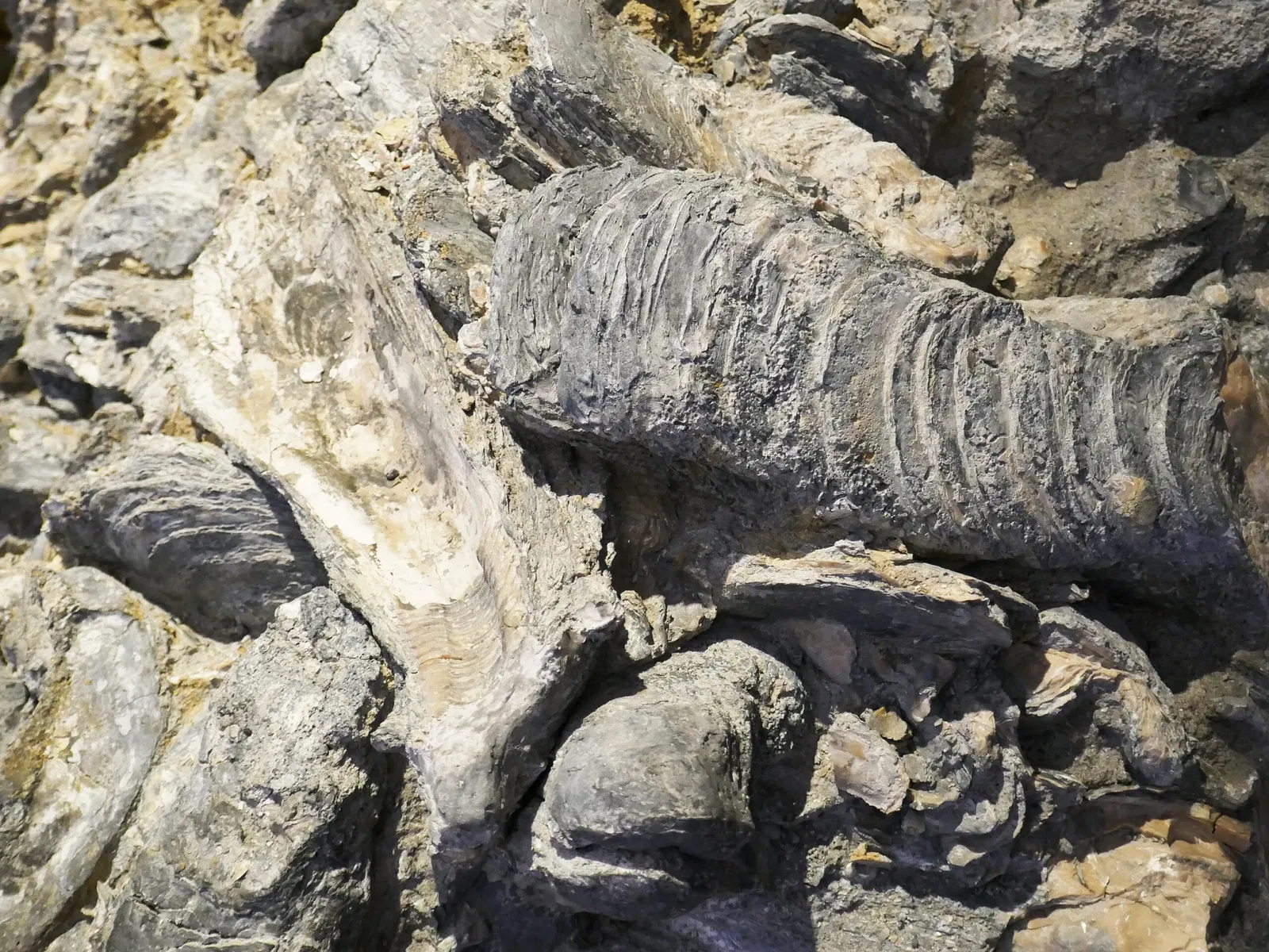 Joanneum Universal Museum