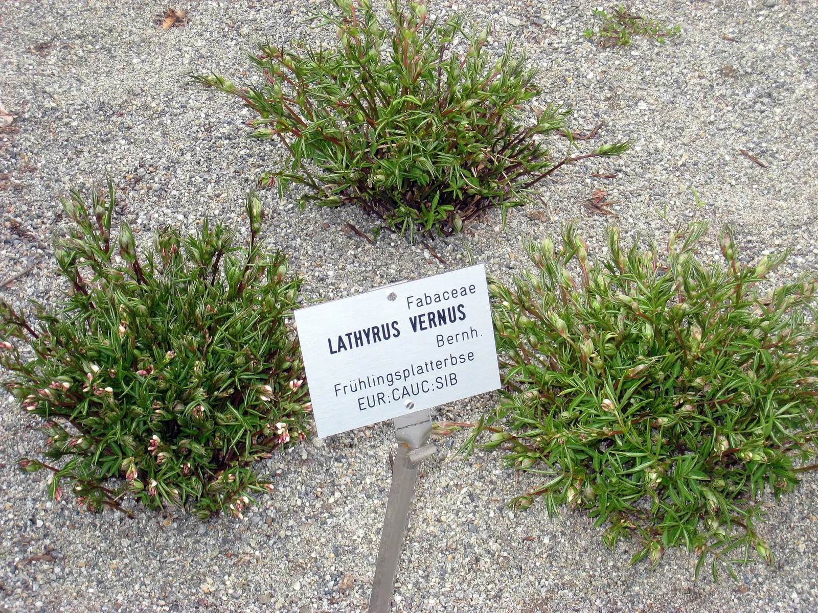 Jardin botanique de l'université d'Innsbruck
