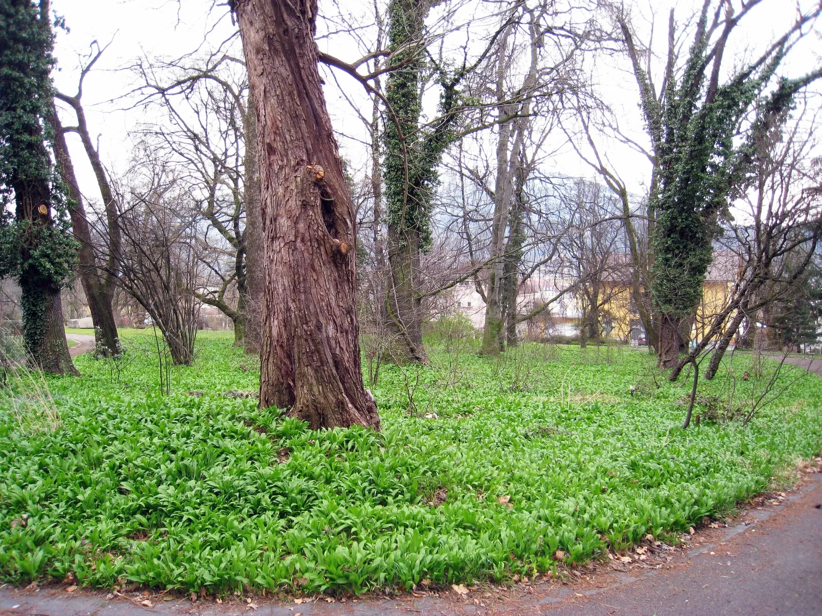 Botanical Garden of the University of Innsbruck
