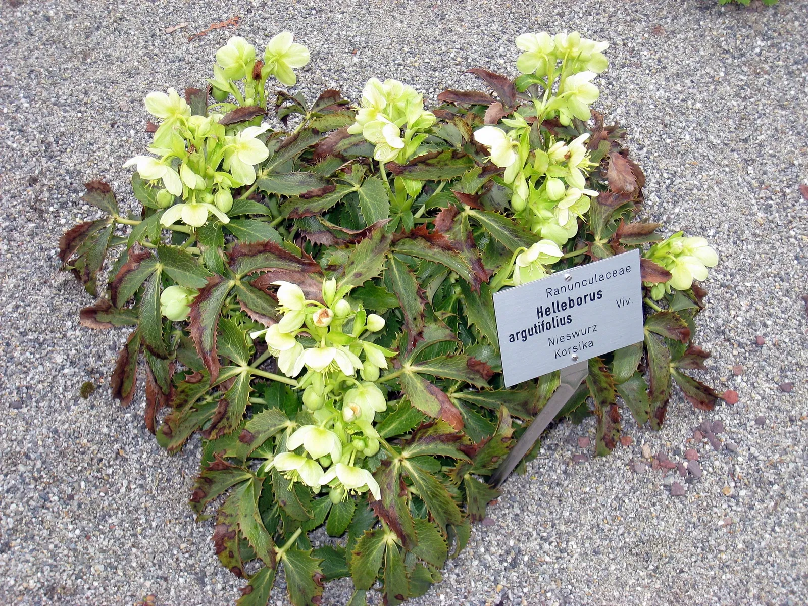 Jardin botanique de l'université d'Innsbruck