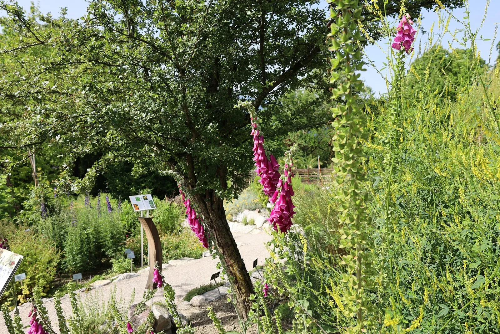 Botanical Garden of the University of Innsbruck