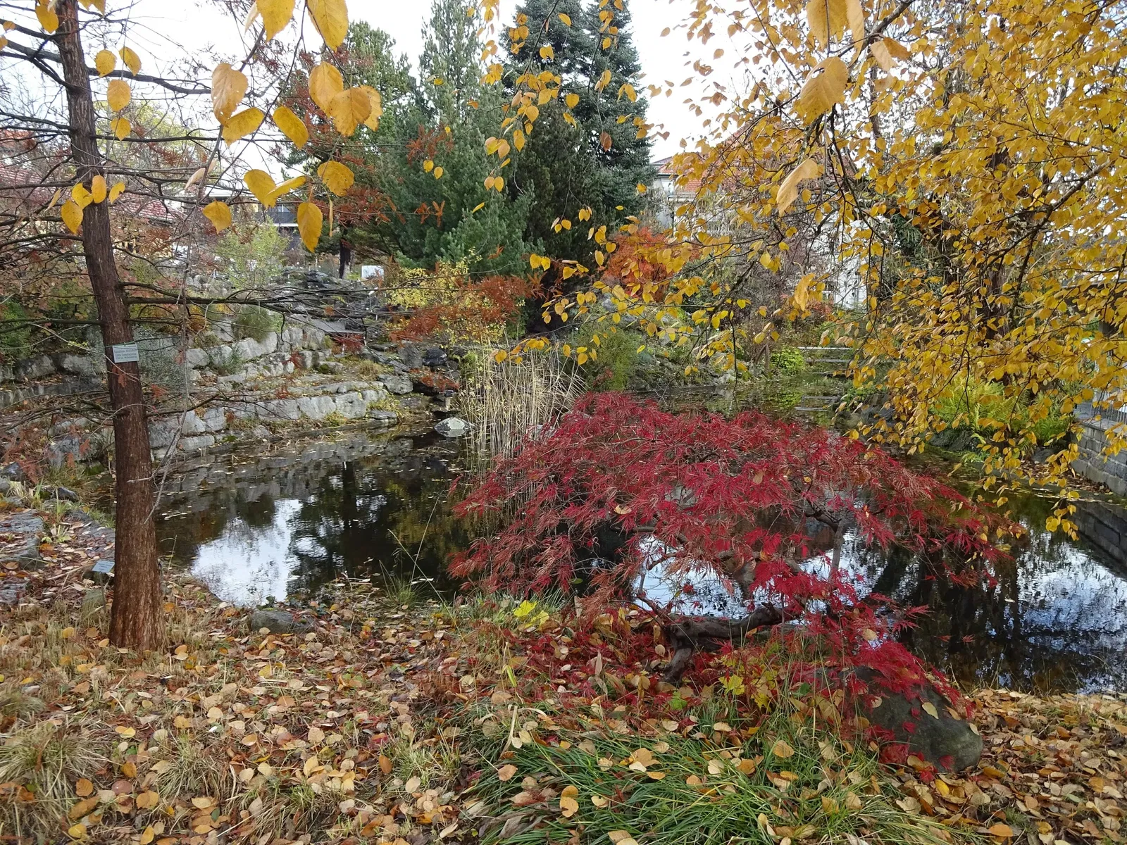 Botanical Garden of the University of Innsbruck