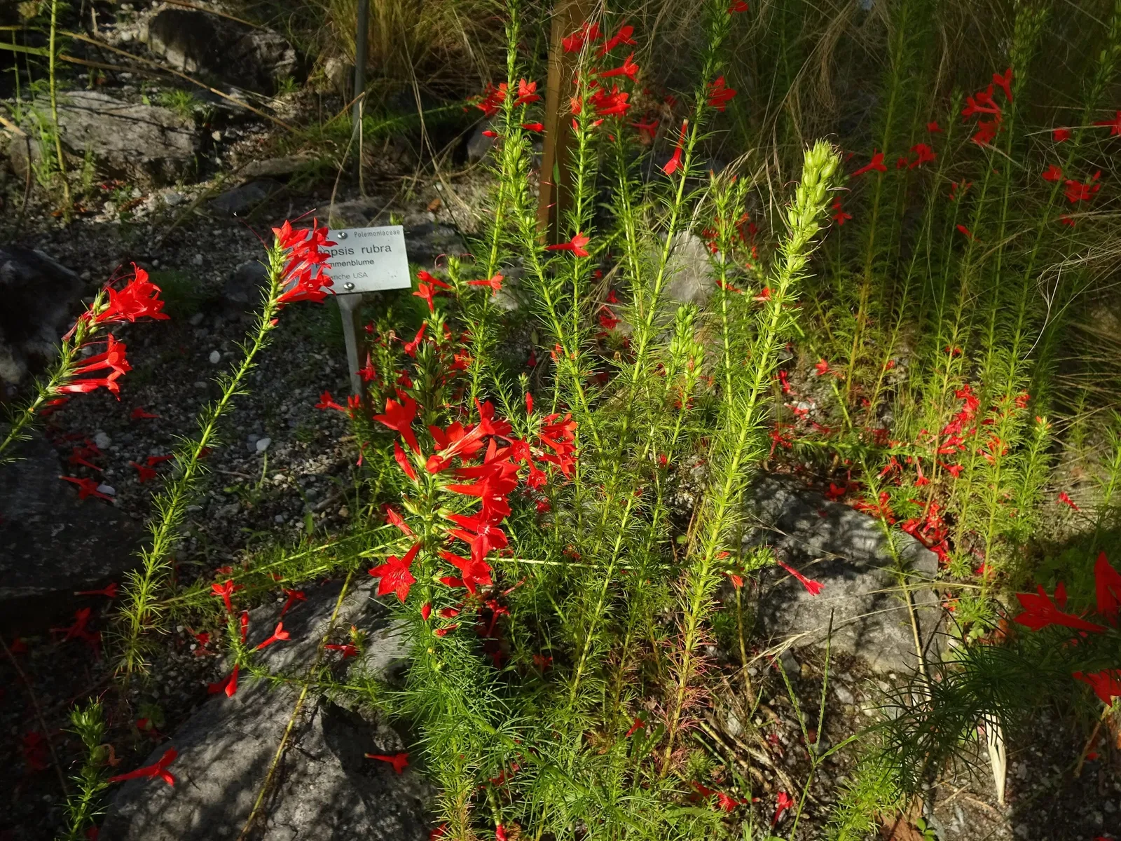 Jardín botánico de la Universidad de Innsbruck