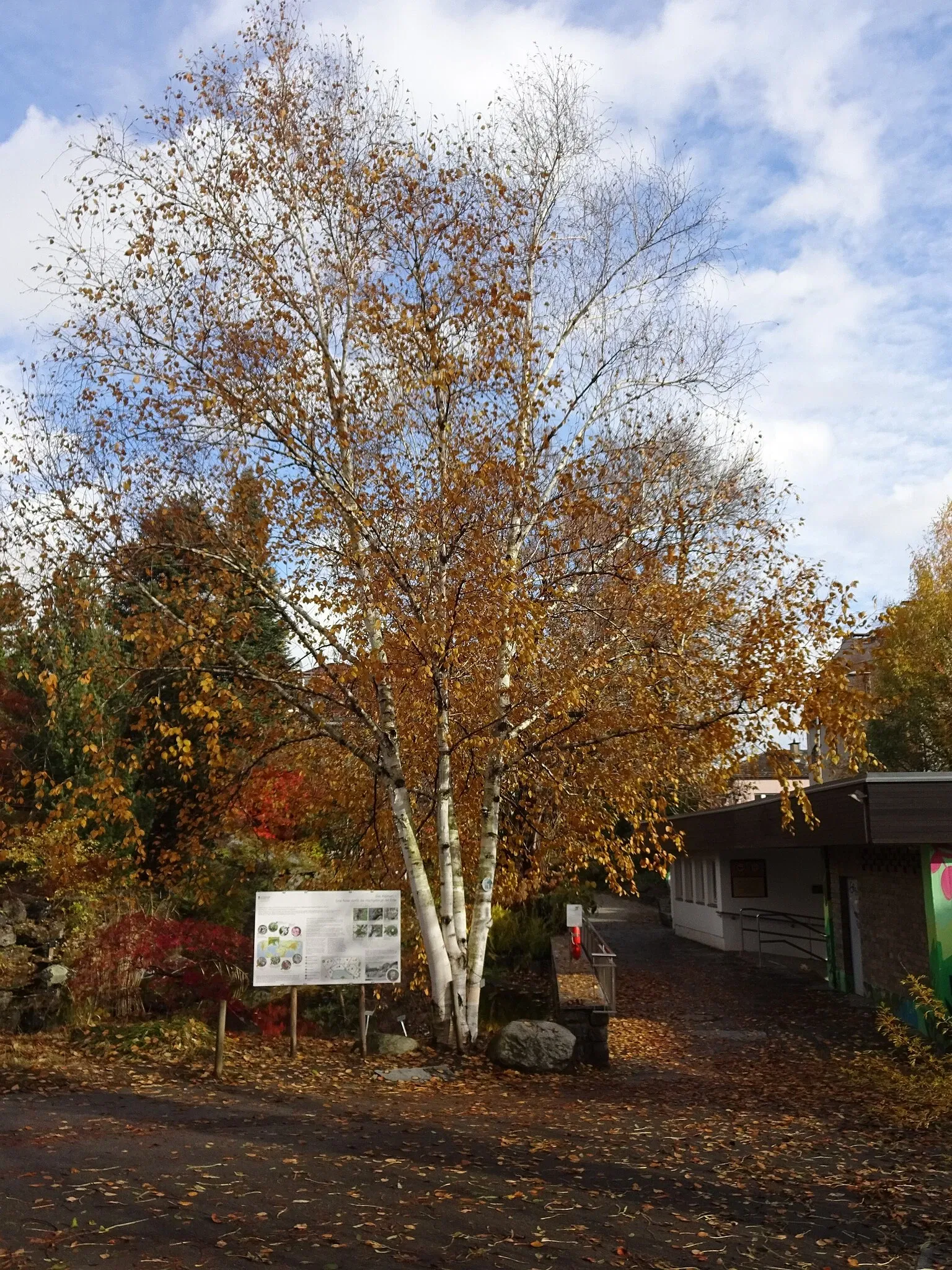 Botanical Garden of the University of Innsbruck