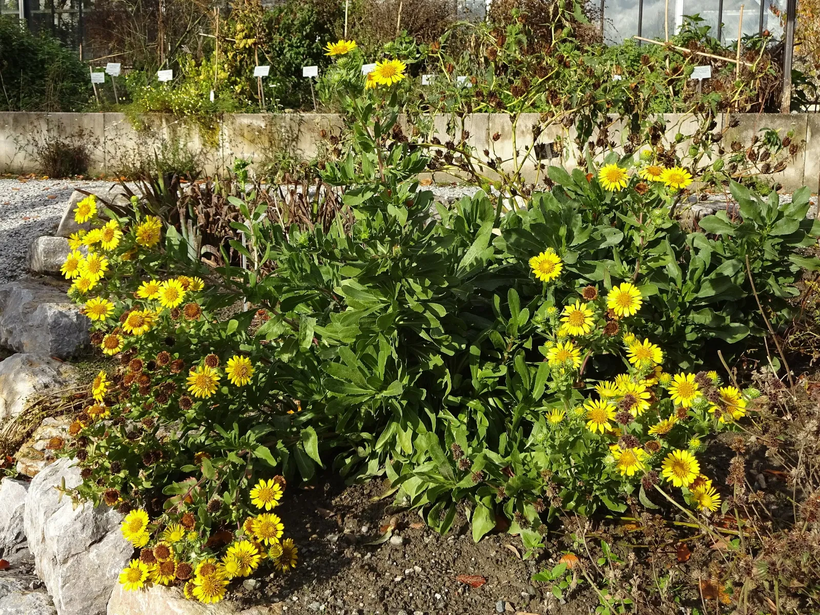 Jardín botánico de la Universidad de Innsbruck