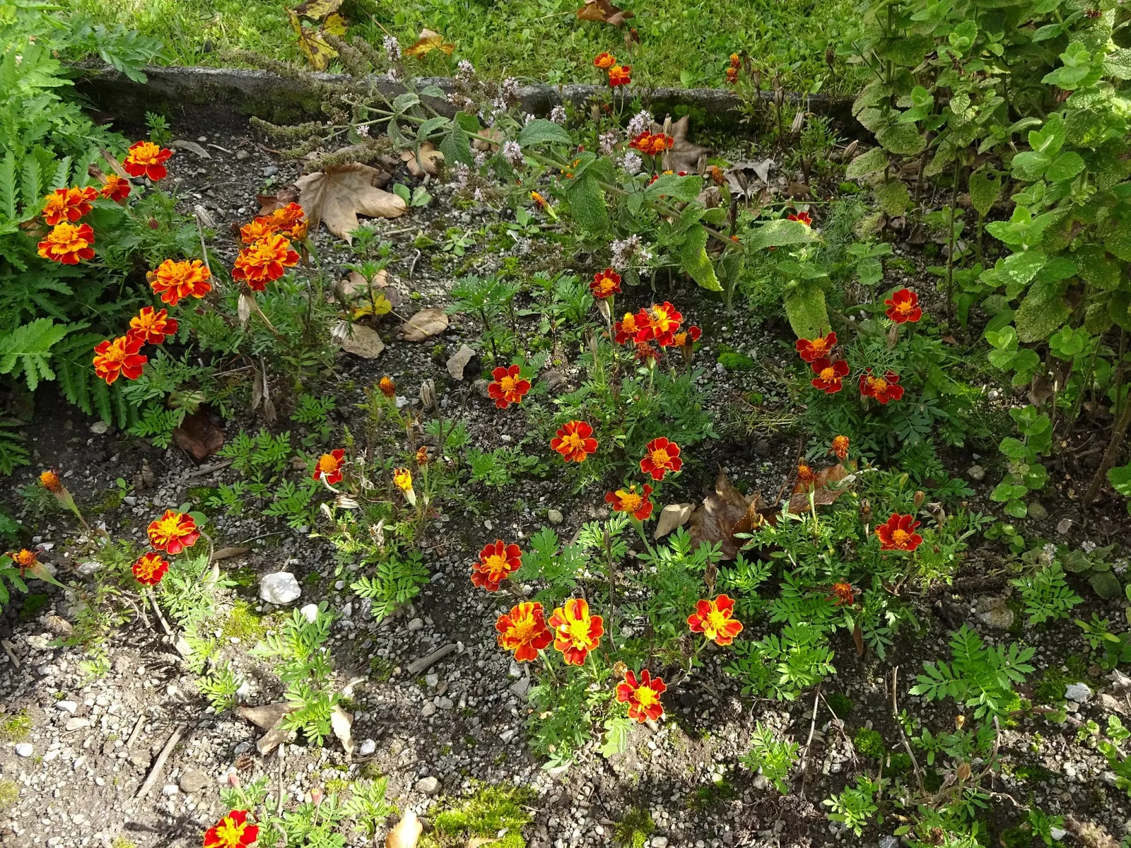 Jardin botanique de l'université d'Innsbruck