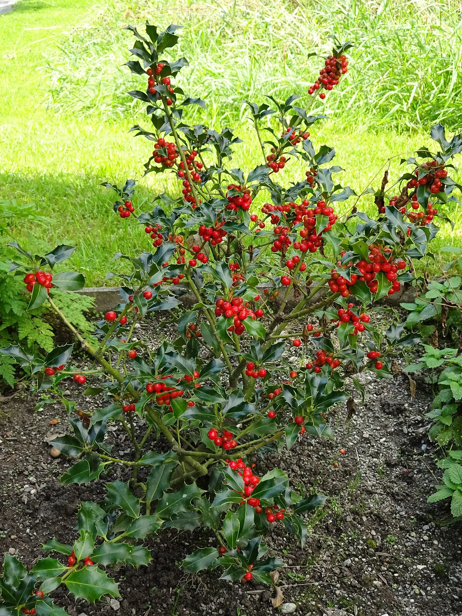 Botanical Garden of the University of Innsbruck