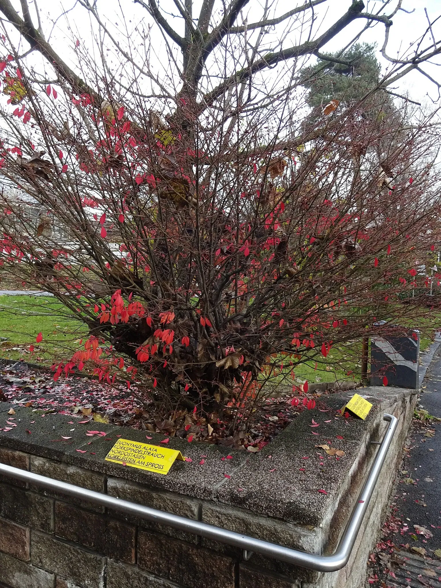 Jardin botanique de l'université d'Innsbruck