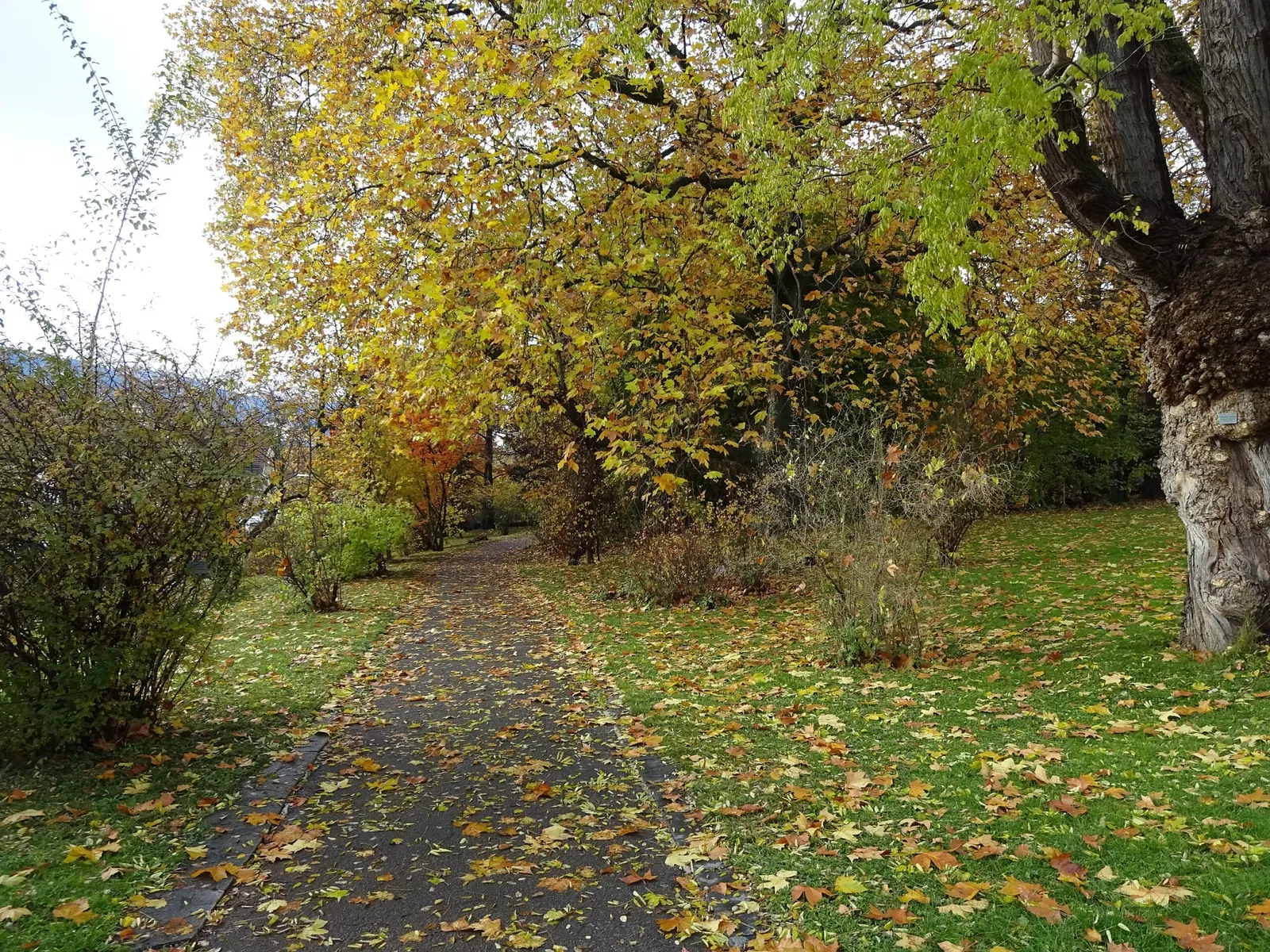 Jardin botanique de l'université d'Innsbruck