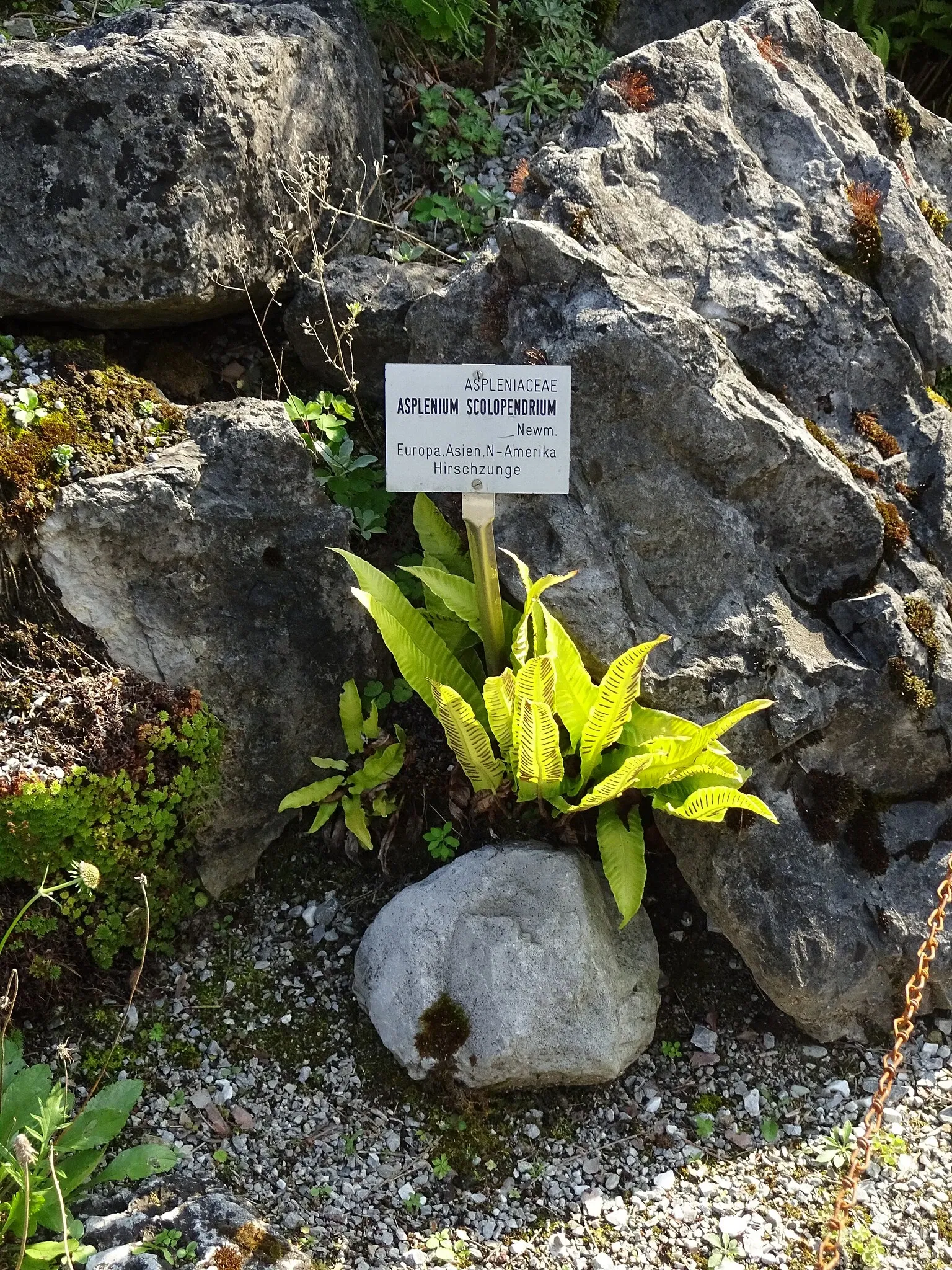 Botanical Garden of the University of Innsbruck
