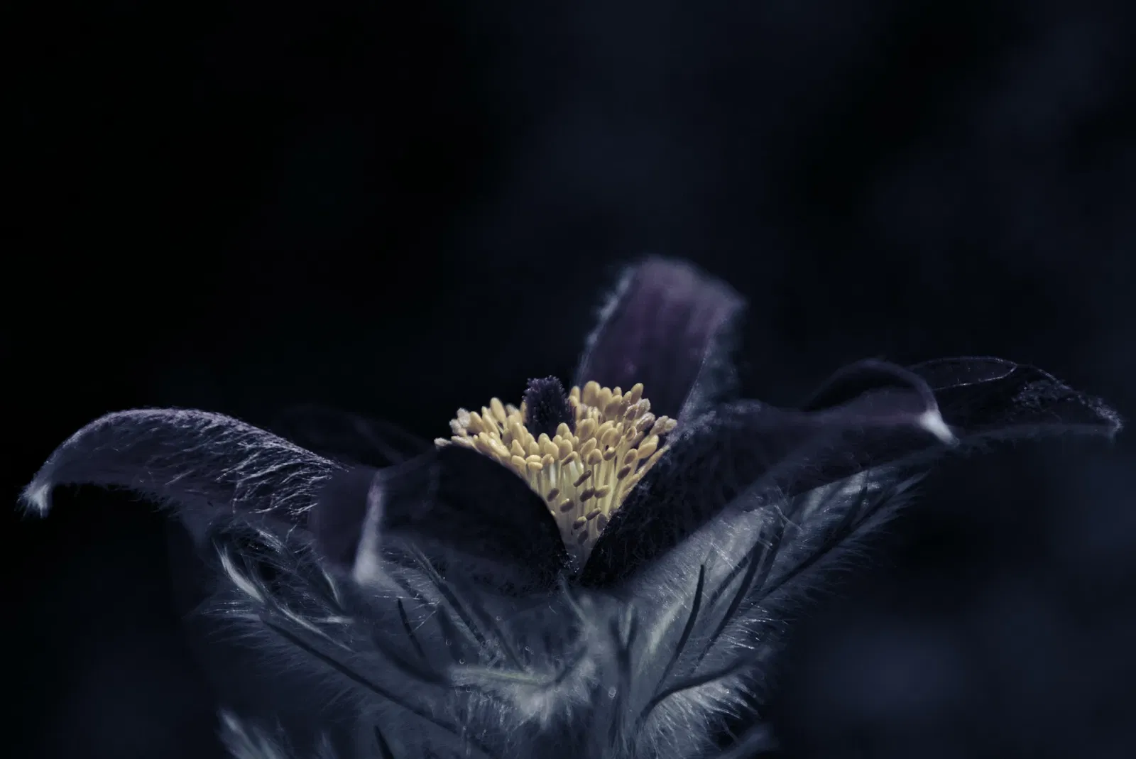 Jardin botanique de l'université d'Innsbruck