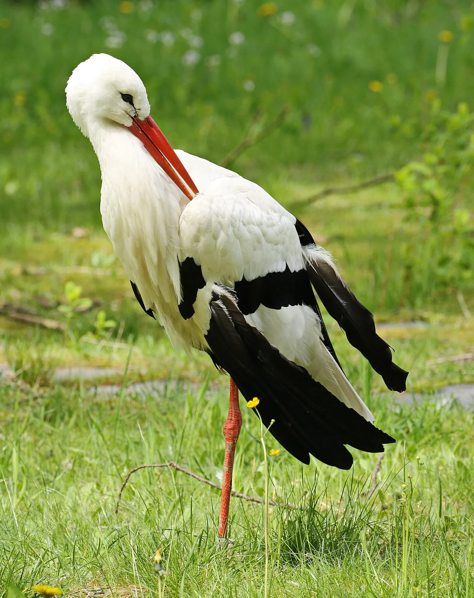 Botanischer Garten Chemnitz