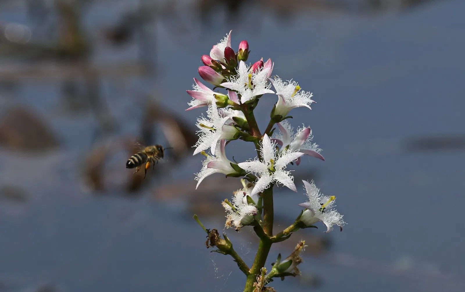 Botanischer Garten Chemnitz