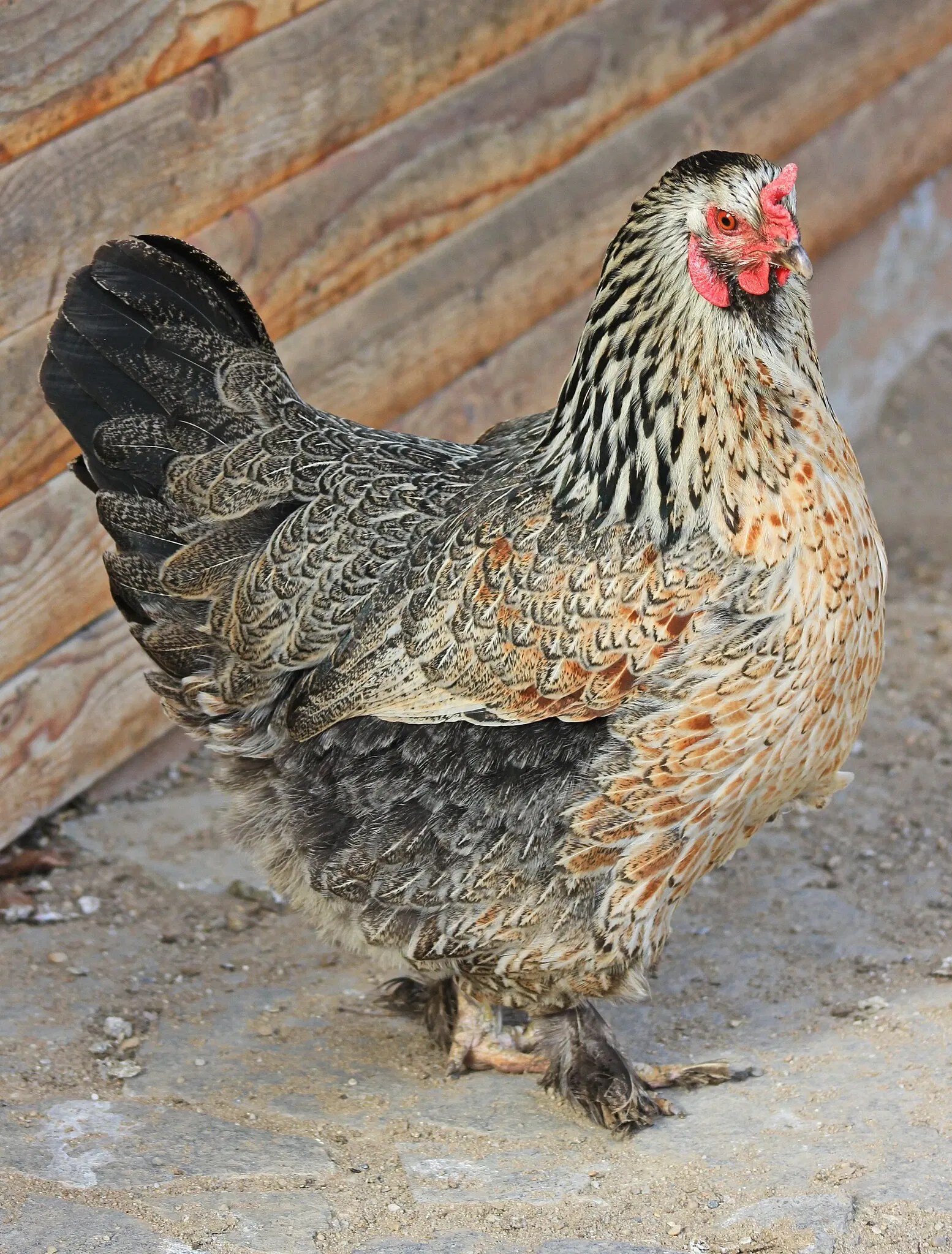 Botanischer Garten Chemnitz