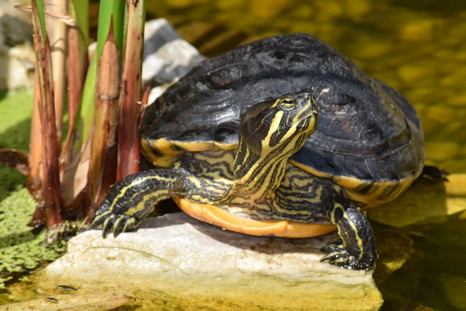 Jardín botánico de Chemnitz