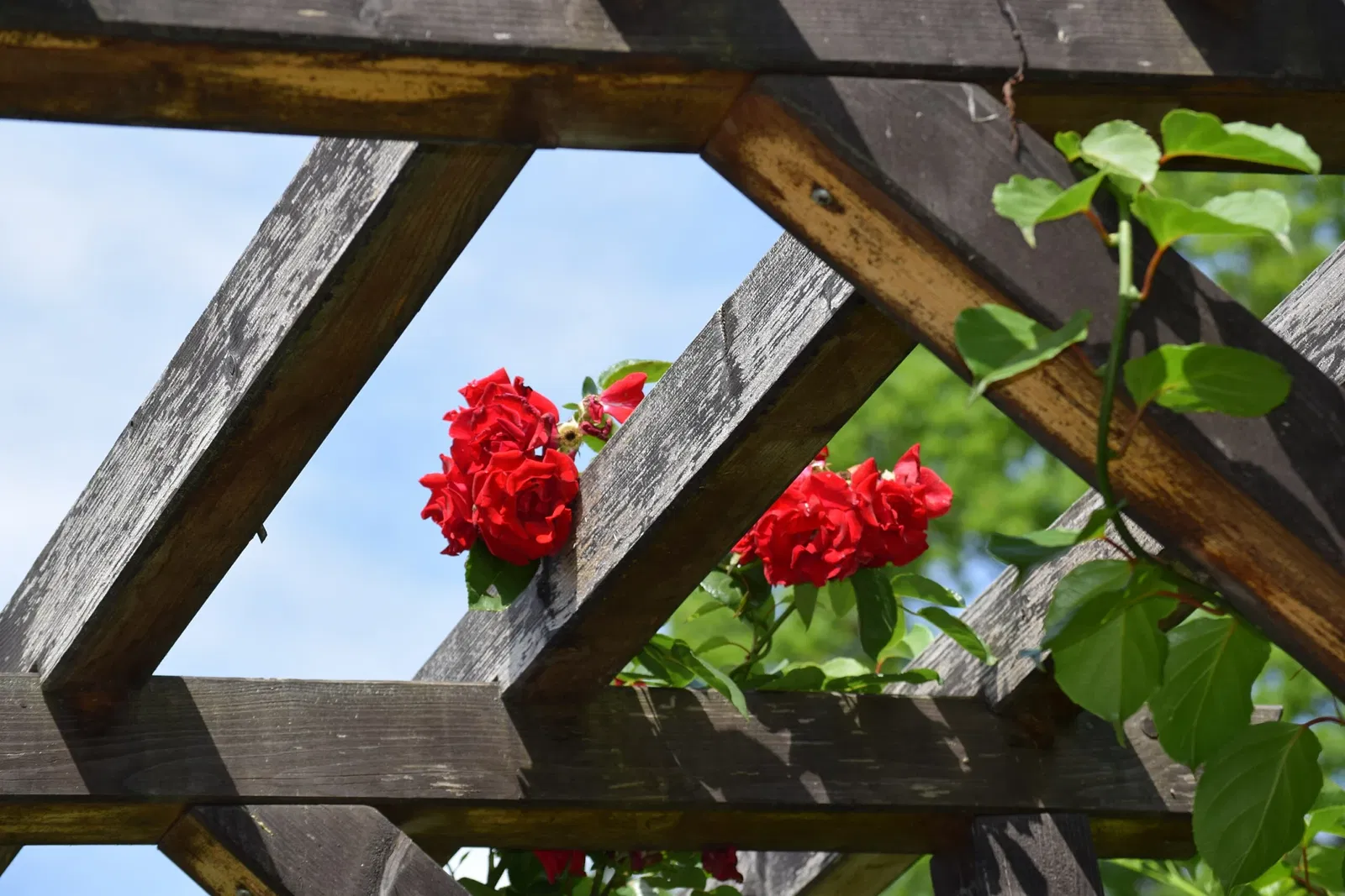 Botanischer Garten Chemnitz
